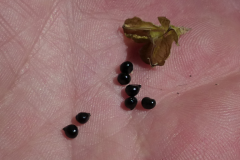 Bluebell-seeds