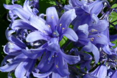 Closer-view-of-Bluebell-flower