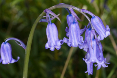 Flower-of-Bluebell