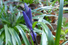 Flowering-buds-of-Bluebell