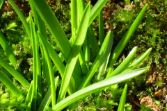 Leaves-of-Bluebell