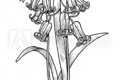 Sketch-of-Bluebell