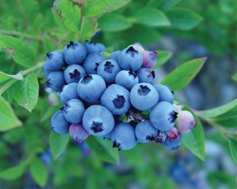 Blueberries-fruit