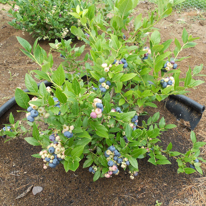 Blueberries-plant