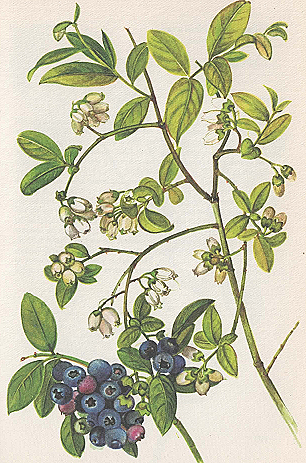 Plant-illustration-of-Blueberries