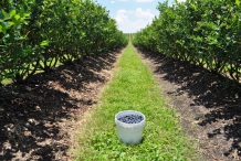 Blueberries-farm