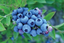 Blueberries-fruit