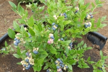 Blueberries-plant