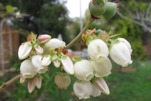 Close-up-flower-of-Blueberries