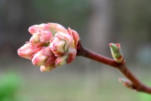 Flower-bud-of-Blueberries