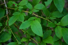 Leaves-of-Blueberries