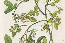 Plant-illustration-of-Blueberries