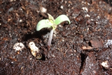 Seedlings-of-Blueberries