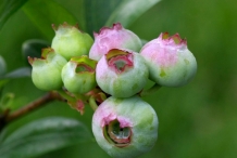 Unripe-Blueberries