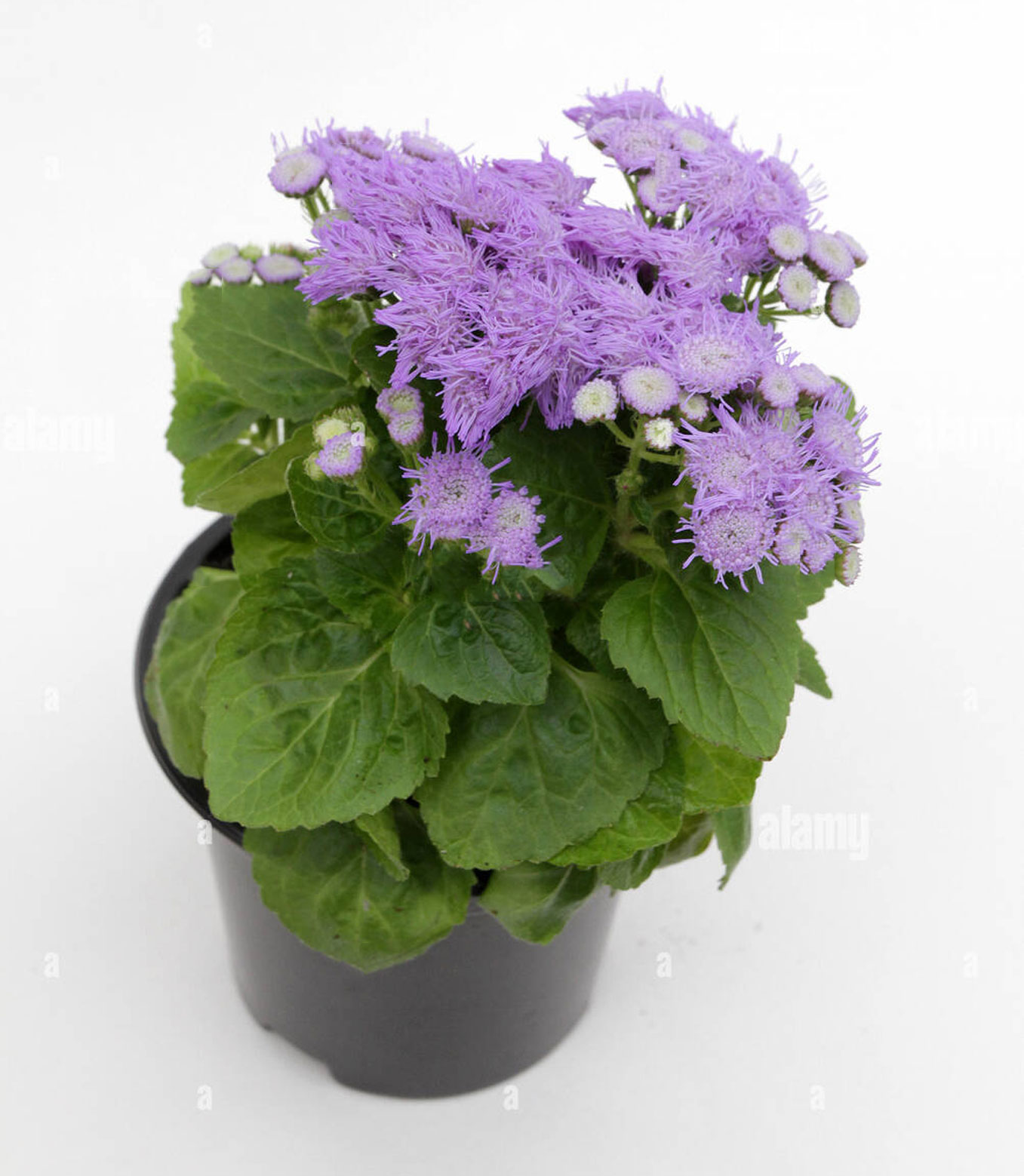 Bluemink-plant-grown-on-pot