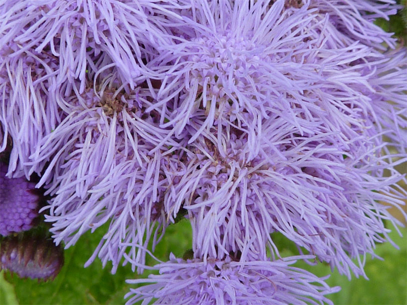 Closer-view-of-flower-of-Bluemink