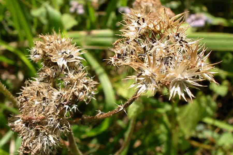 Mature-flower-heads-and-seeds-of-Bluemink