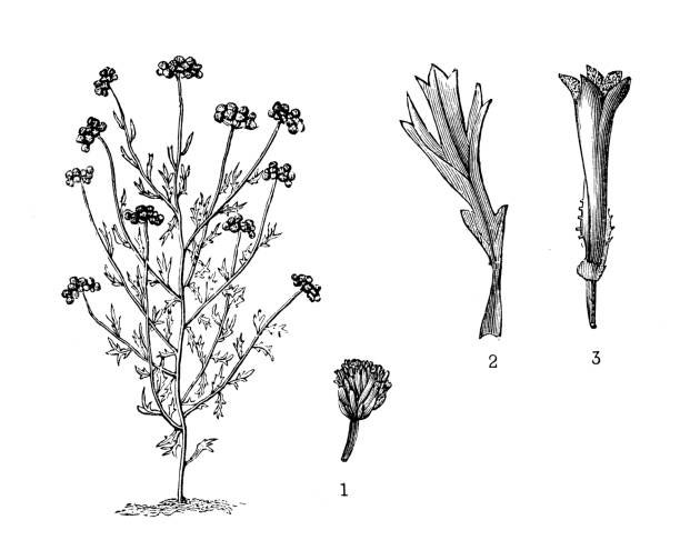 Plant-illustration-of-Bluemink