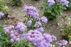 Bluemink-Plant