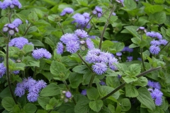 Bluemink-plant-growing-wild