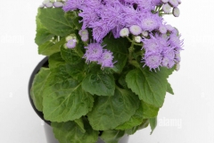 Bluemink-plant-grown-on-pot