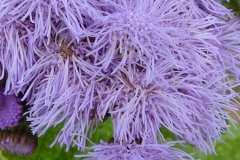 Closer-view-of-flower-of-Bluemink