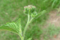 Flowering-buds-of-Bluemink