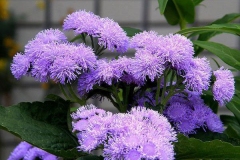 Flowers-of-Bluemink