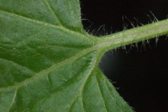 Leaf-hairs-of-Bluemink