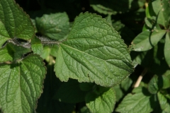 Leaves-of-Bluemink