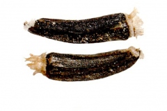 Seed-of-Bluemink