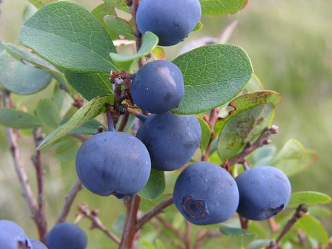 Bog-Bilberry-Fruit
