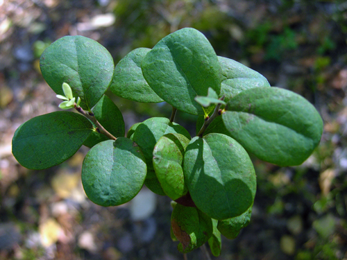 Leaves-of-Bog-Bilberry-plant