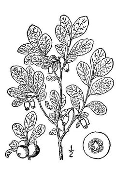 Sketch-of-Bog-Bilberry-plant