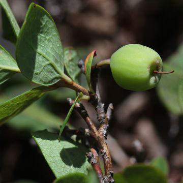 Unripe-Bog-Bilberry-fruit
