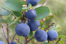 Bog-Bilberry-Fruit