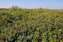 Bog-Bilberry-Plant-growing-wild