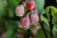 Flower-of-Bog-Bilberry-plant