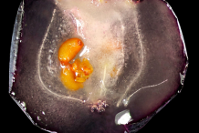Half-cut-fruit-of-Bog-Bilberry