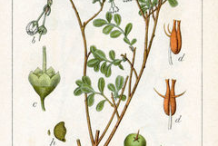 Plant-Illustration-of-Bog-Bilberry