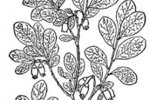 Sketch-of-Bog-Bilberry-plant
