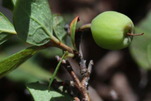 Unripe-Bog-Bilberry-fruit