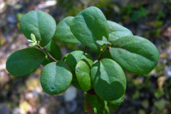 Leaves-of-Bog-Bilberry-plant