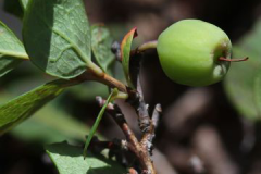 Unripe-Bog-Bilberry-fruit