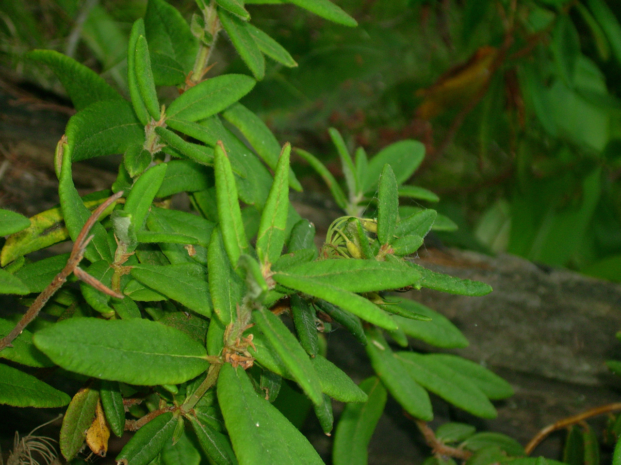 Bog-Labrador-Tea-leaves