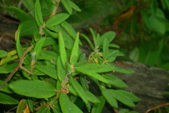 Bog-Labrador-Tea-leaves