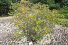 Bog-Labrador-Tea