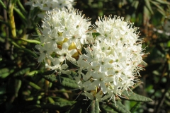 Close-view-of-Bog-Labrador-Tea-flower