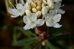 Flower-buds-of-Bog-Labrador-Tea
