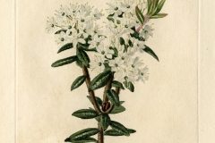 Plant-illustration-of-Bog-Labrador-Tea